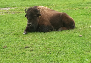 Stado bizonów w Kurozwękach
